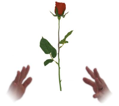 Floating Rose Flash Paper To Rose Flower